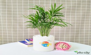 Cách chăm sóc cây cau tiểu trâm