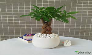 Cây kim ngân: Ý nghĩa và cách chăm sóc
