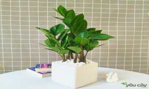 Cây kim tiền: Ý nghĩa phong thủy & cách chọn mang lại tài lộc